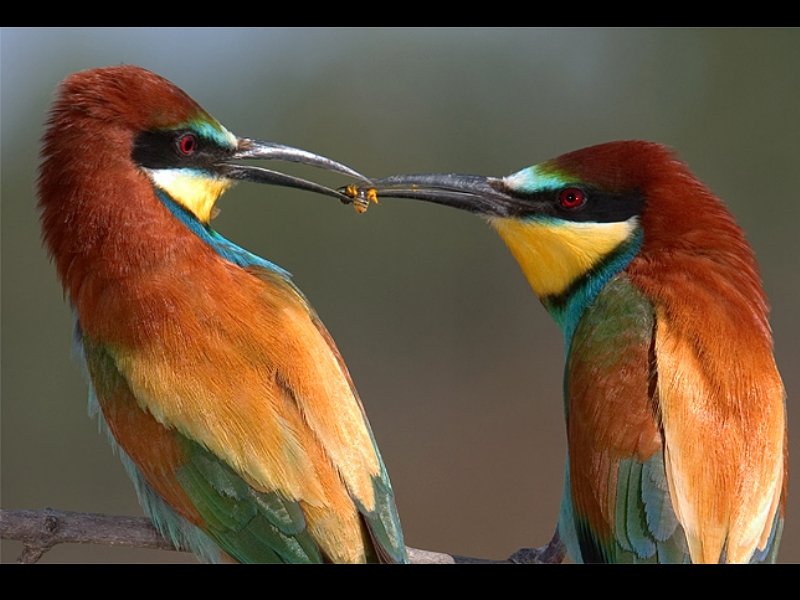 Dos pájaros comiendo una avispa